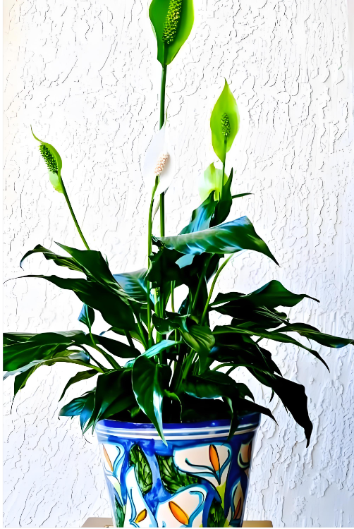 植物分类